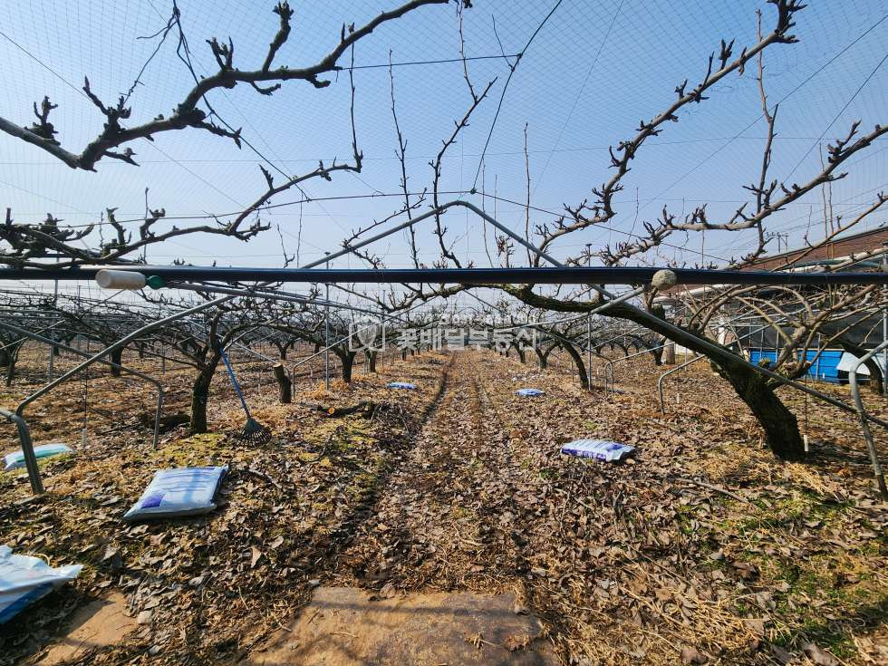 경기 김포시 통진읍 동을산리 [김포꽃배달부동산] 잡종지포함, 과수원 3,076평 농가창고, 저온창고 있음 매매 매물번호 10200 사진 7