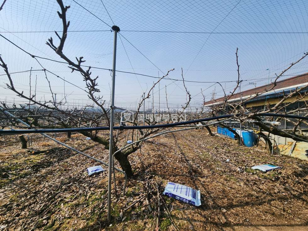 경기 김포시 통진읍 동을산리 [김포꽃배달부동산] 잡종지포함, 과수원 3,076평 농가창고, 저온창고 있음 매매 매물번호 10200 사진 8