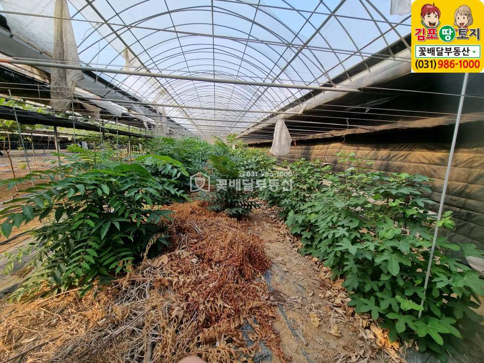 경기 김포시 고촌읍 신곡리 1동 [김포고촌꽃배달부동산] 급매, 비닐하우스 807평(창고용지59평), 냉장창고30p, 보상받기좋은땅 매매 매물번호 10120 사진 6