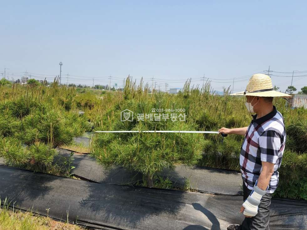 경기 김포시 양촌읍 흥신리 [김포고촌꽃배달부동산] 김포토지매매ㅣ농지투자ㅣ보상시최고ㅣ대토용ㅣ소나무묘목 300그루, 산수유 등 매매 매물번호 10082 사진 8