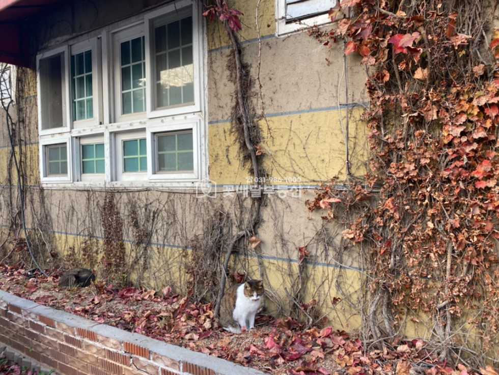경기 고양일산동구 중산동 [김포고촌꽃배달부동산] 고양시 건물ㅣ여성전용한증막ㅣ주차장넓음ㅣ식당,카페등 다용도 운영가능 매매 매물번호 10043 사진 5
