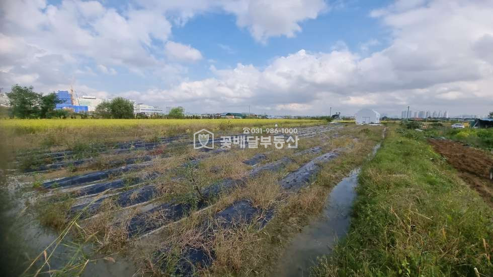 경기 김포시 걸포동 [김포고촌꽃배달부동산] 김포 부동산 걸포동 토지 매매ㅣ592평ㅣ시세대비 저렴 급매ㅣ농가창고,컨테이너 있음 매매 매물번호 10063 사진 3